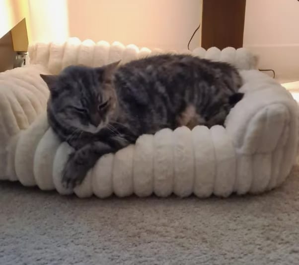 Customer photo review of FELIXCLOUD™ - Mini Canapé Confort Coussin Doux pour Chat