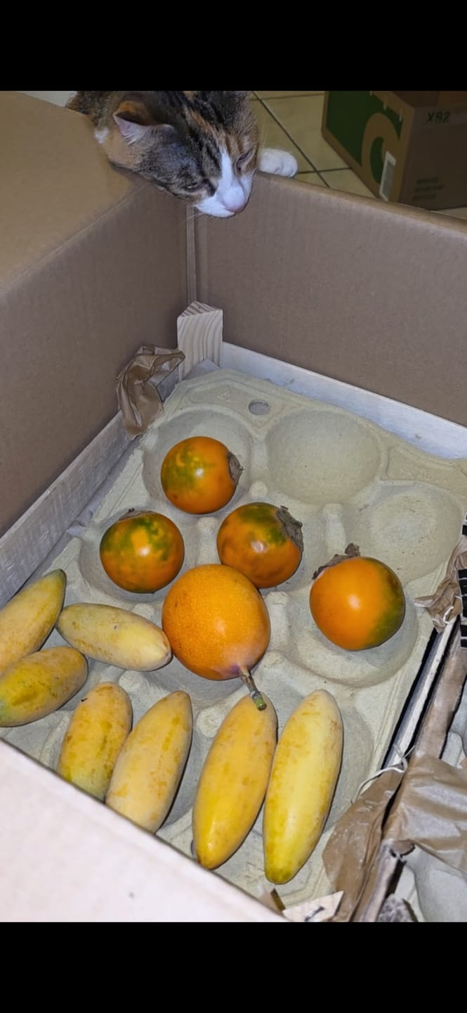 Customer photo review of Curuba (Bananen-Maracuja)
