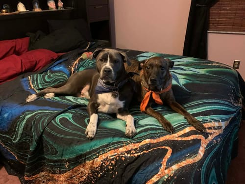 Customer photo review of Beef Cheek Rolls