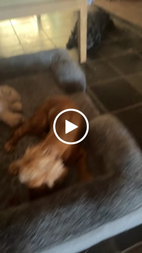 Customer video review of Beef Trachea Chews