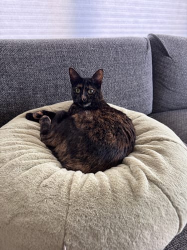 Customer photo review of Matcha Pudding Bed