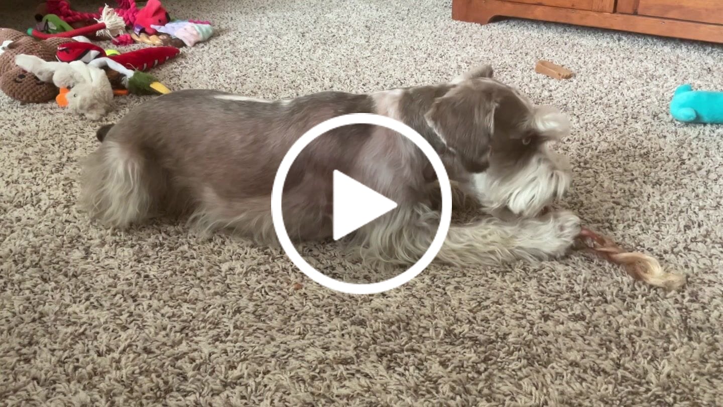Customer video review of Ostrich Tendon Twister (16" x 2.5" x 1"): The Satisfying, All-Natural Chew for Dental Health & Joint Support