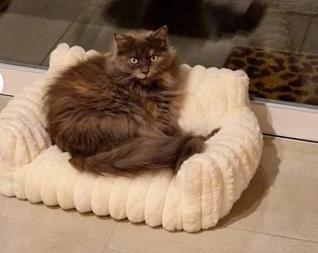 Customer photo review of FELIXCLOUD™ - Mini Canapé Confort Coussin Doux pour Chat