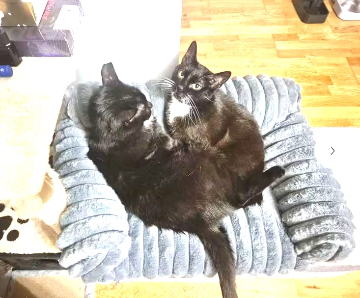 Customer photo review of FELIXCLOUD™ - Mini Canapé Confort Coussin Doux pour Chat