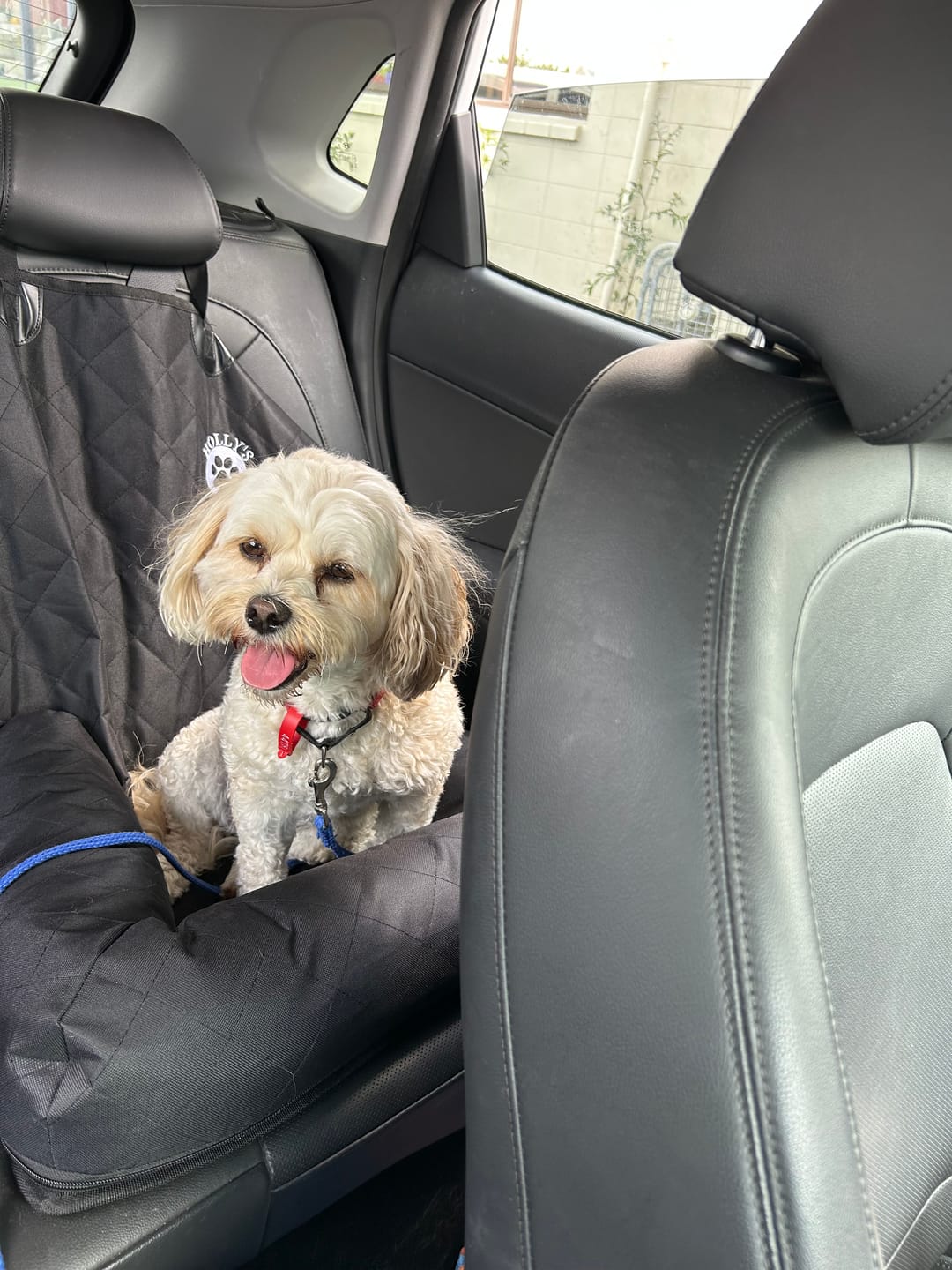 Customer photo review of Car Seat Cover