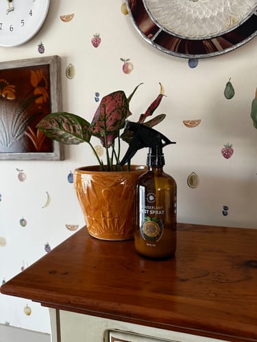 Customer's Houseplant Pest Spray in an amber bottle on a wooden surface next to a potted plant.