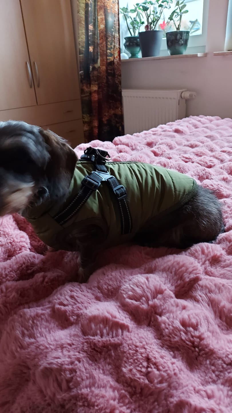 Customer photo review of Emmalove - Wasserdichter Hundemantel Extreme