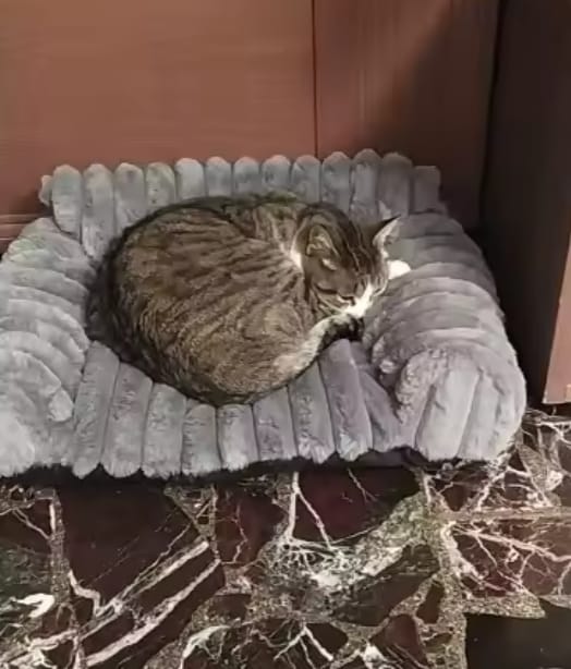 Customer photo review of FELIXCLOUD™ - Mini Canapé Confort Coussin Doux pour Chat