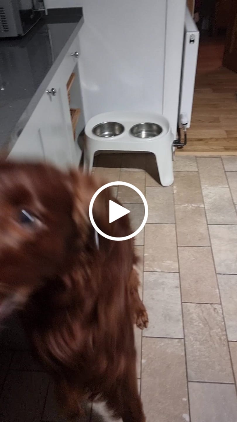 Customer video review of Beef Braided Head Skin (100g)