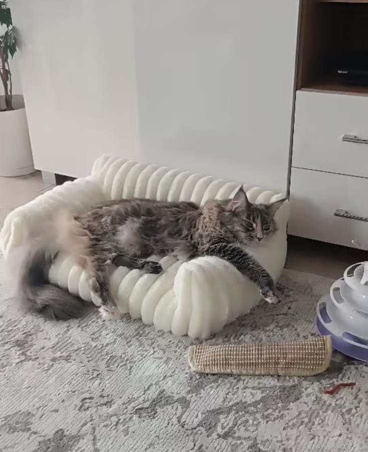Customer photo review of FELIXCLOUD™ - Mini Canapé Confort Coussin Doux pour Chat