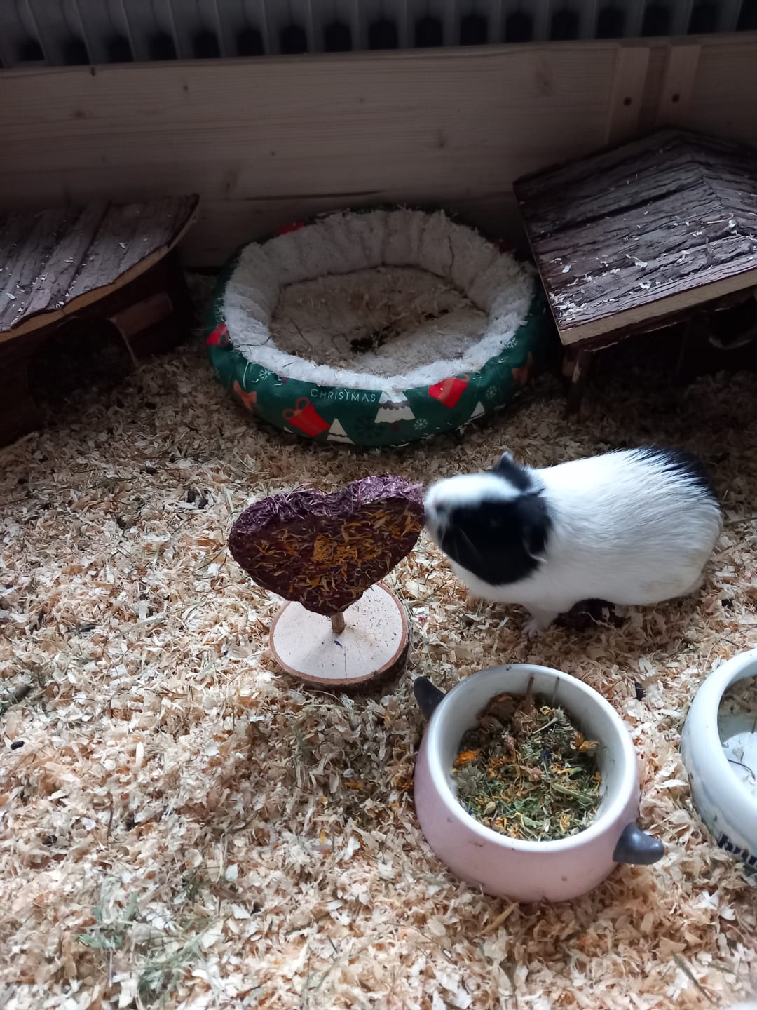 Customer photo review of 💜 Blütenherz Geschenkset – ein Herzensgruß für deine Meerschweinchen