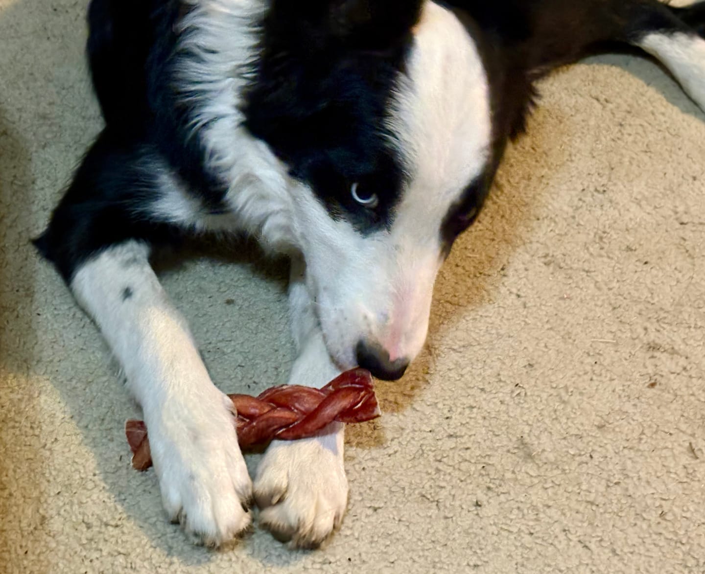 Customer photo review of 6 Inch Thick Braided Bully Stick