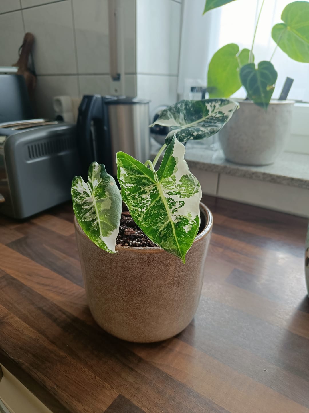 Customer photo review of ALOCASIA FRYDEK VARIEGATA