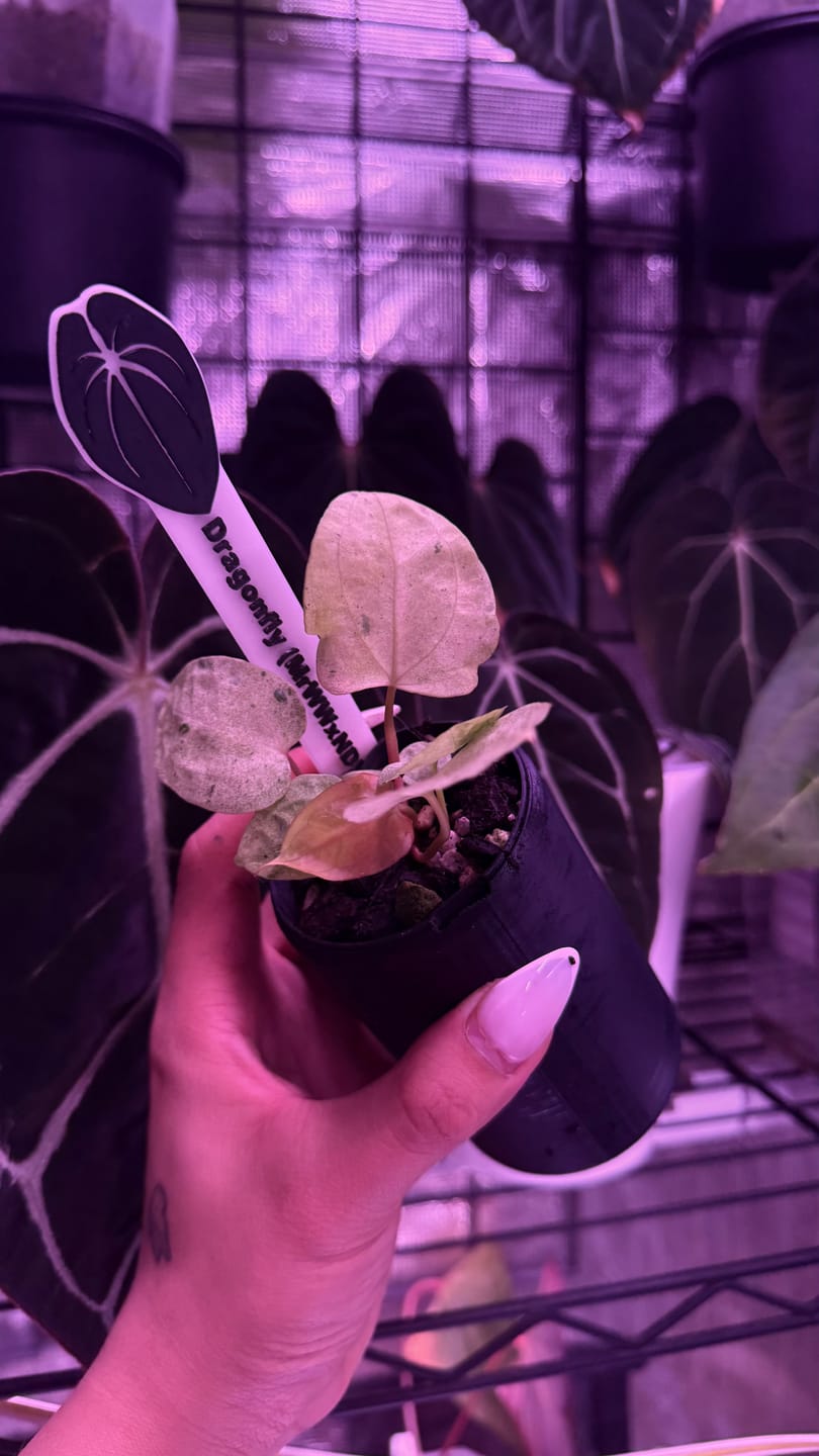 Customer photo review of Dragonfly (MrWWxND)