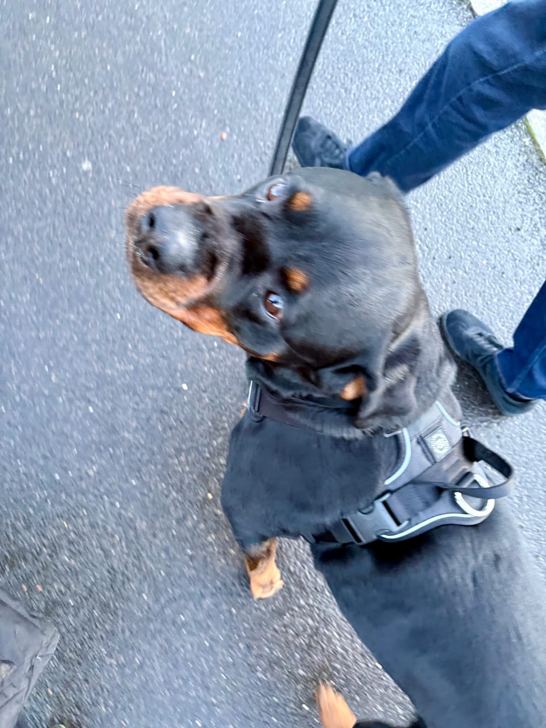 Customer photo review of Anti Pull Hurricane Harness Lighter | With Handle - Black