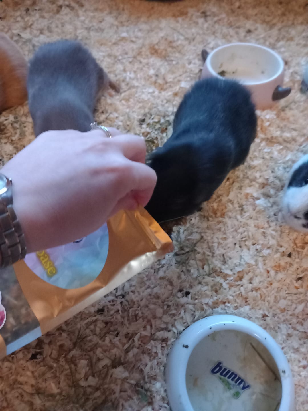 Customer photo review of 🌸 Wohlfühloase – Blüten- & Kräutermix - Balance für Meerschweinchen