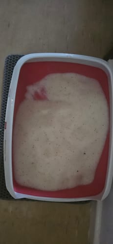 Customer photo review of 3 Month Supply - 1 Cat