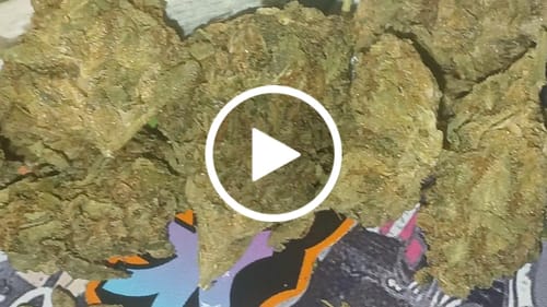 Customer video review of THCA Queen