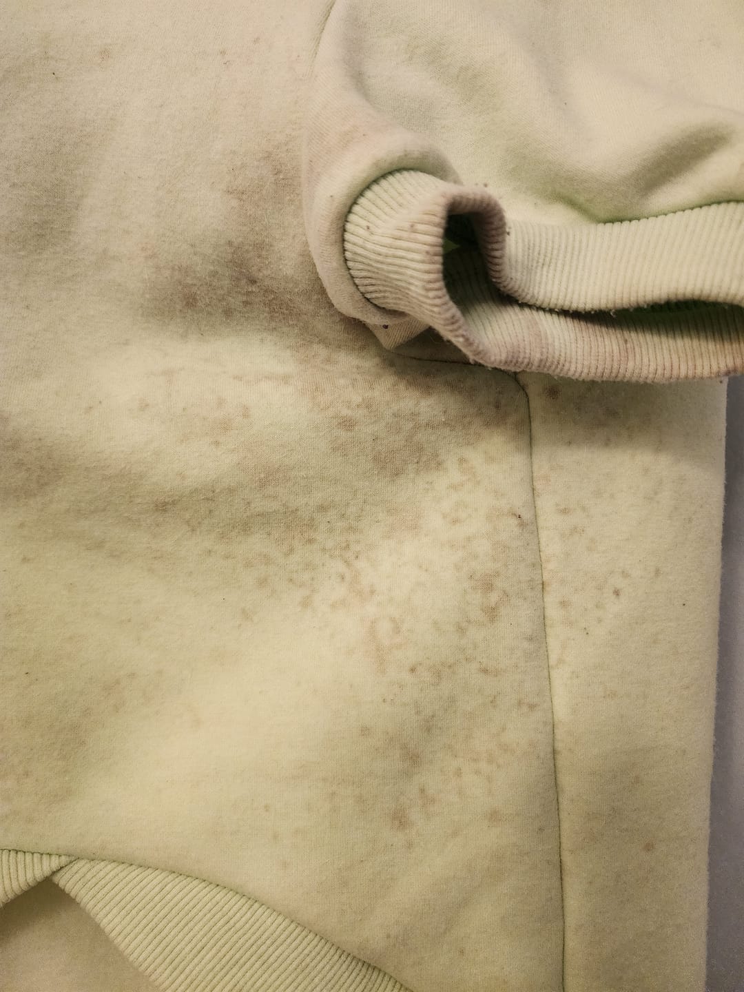 Customer photo review of Essential Dog Hoodie - Honey Dew
