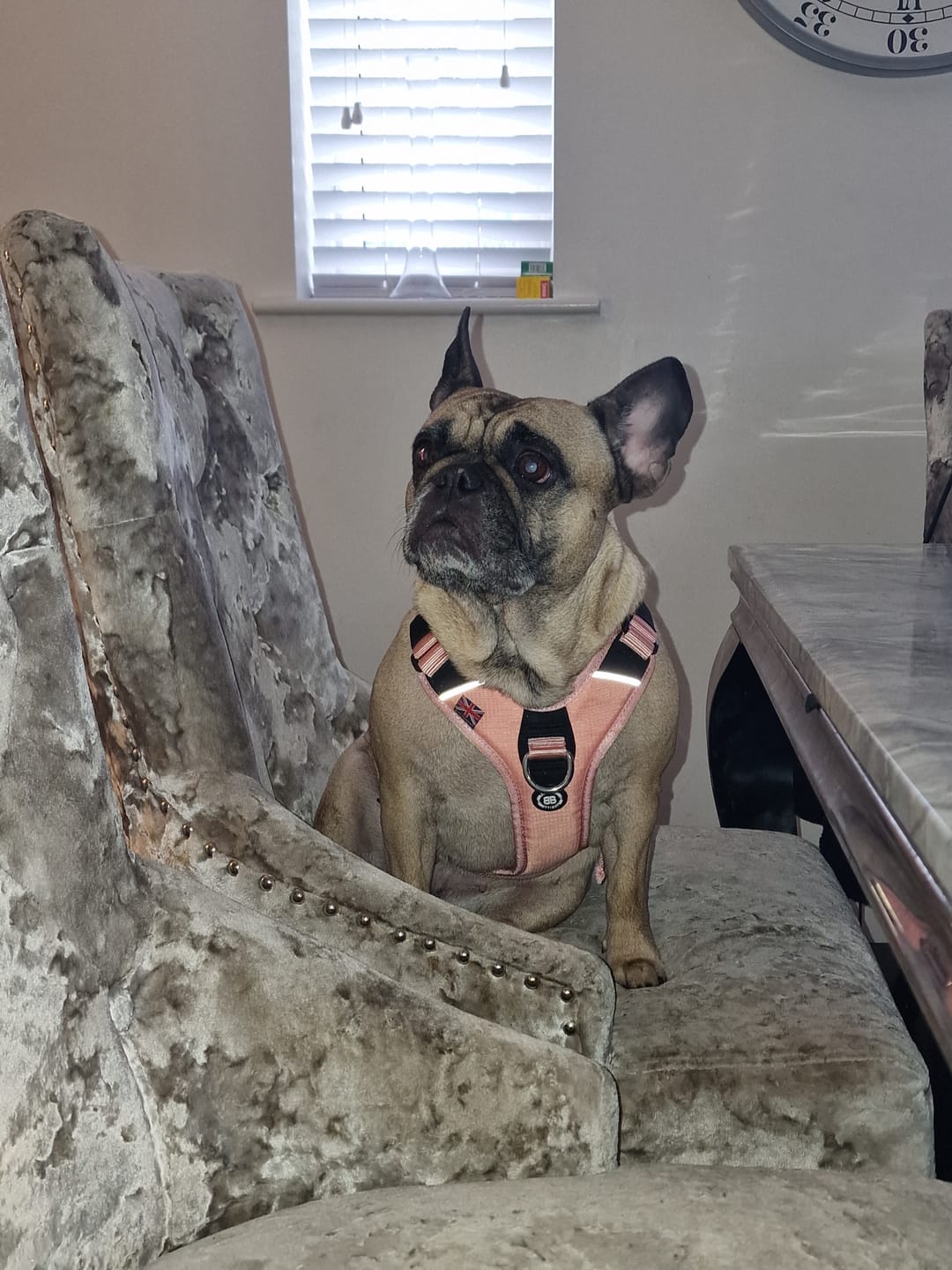 Customer photo review of Anti Pull Hurricane Harness Lighter | With Handle - Pink