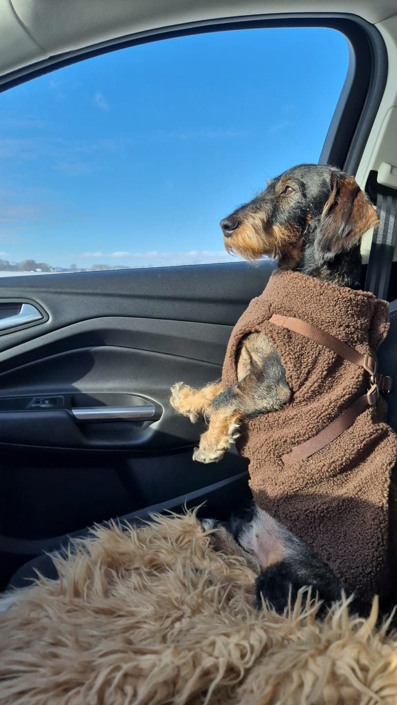 Customer photo review of Teddyfleece-Hundemantel mit integriertem Geschir Espresso