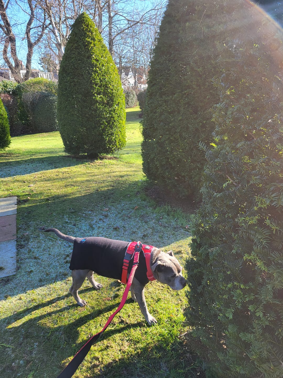 Customer photo review of Comfort Premium Harness | Non Restrictive - Red