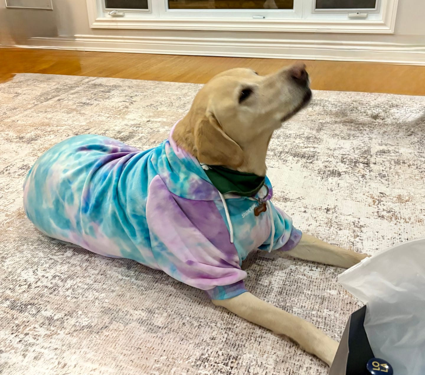 Customer photo review of Velvet Dog Hoodie - 90s Retro
