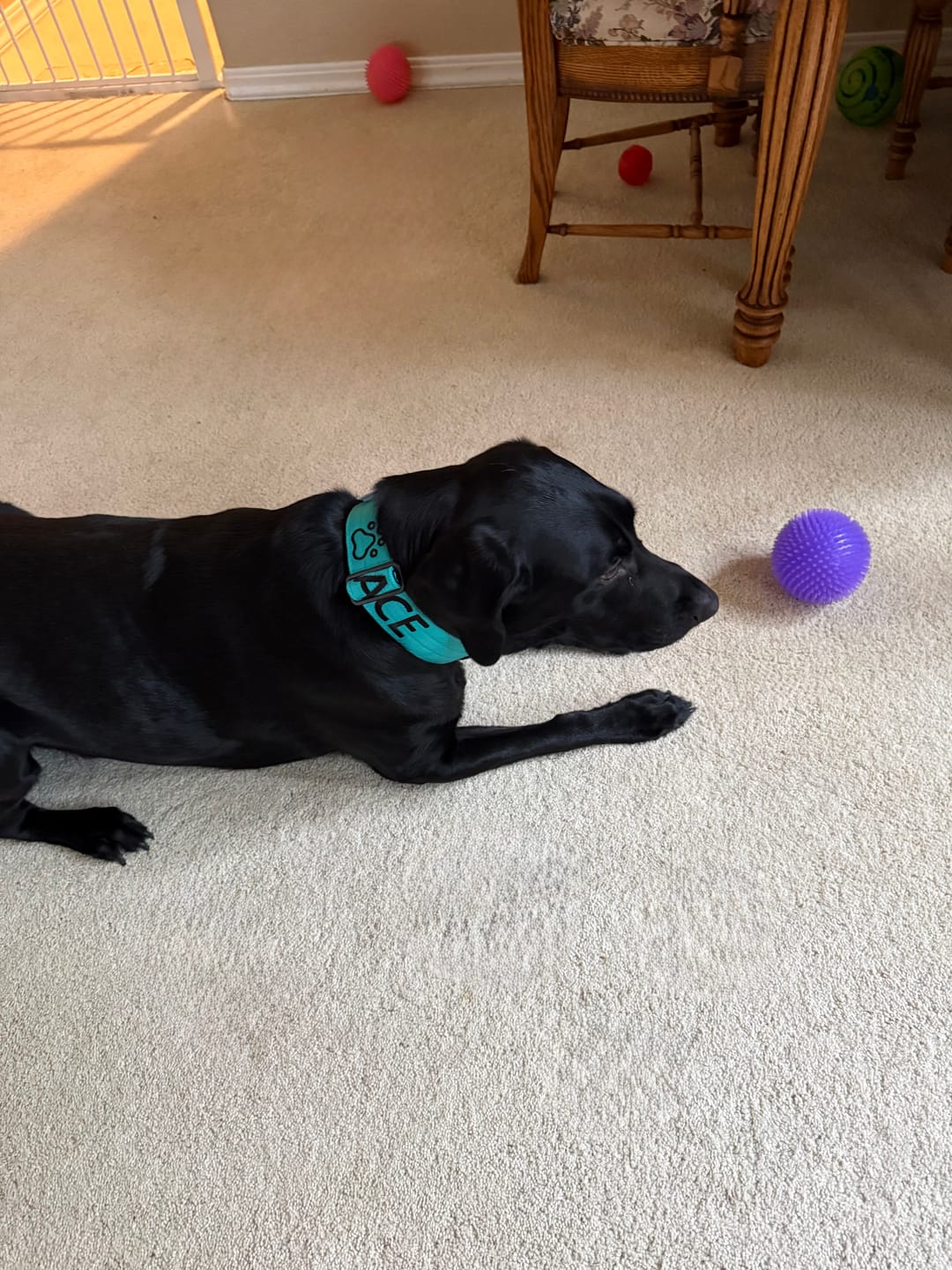 Customer photo review of 5cm Combat® Collar | With Handle & Secure Clip - Turquoise