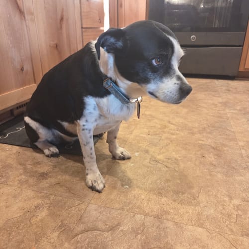A reviewer's black and white dog with speckled legs sitting on a tiled kitchen floor.