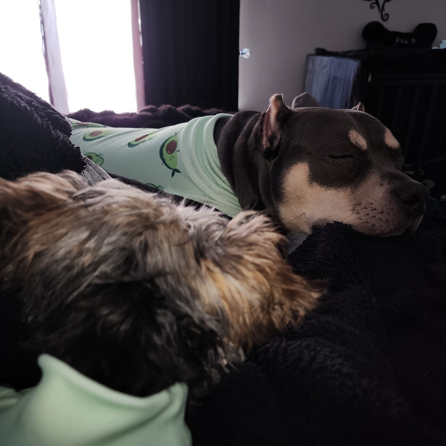 Customer photo review of Dog Pajama - Avocado