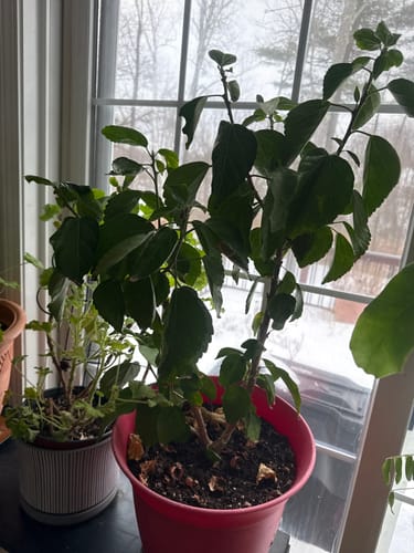 Reviewer's healthy hibiscus plant in a pot after being treated with the Houseplant Pest Spray.