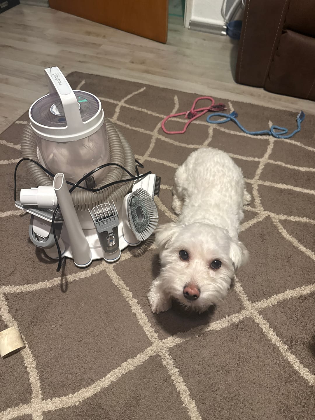 Customer photo review of Neakasa P2 Pro 5-in-1 Haustierpflege mit Staubsauger für Hunde & Katzen