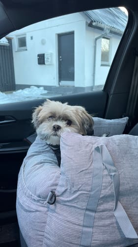 Kundes lille hund, der sidder i det stribede 3-i-1 bilsæde til hunde i passagersædet af en bil.