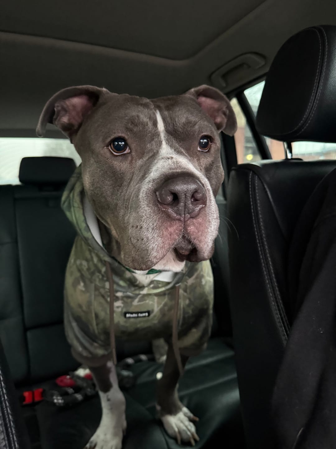 Customer photo review of Camo Dog Hoodies