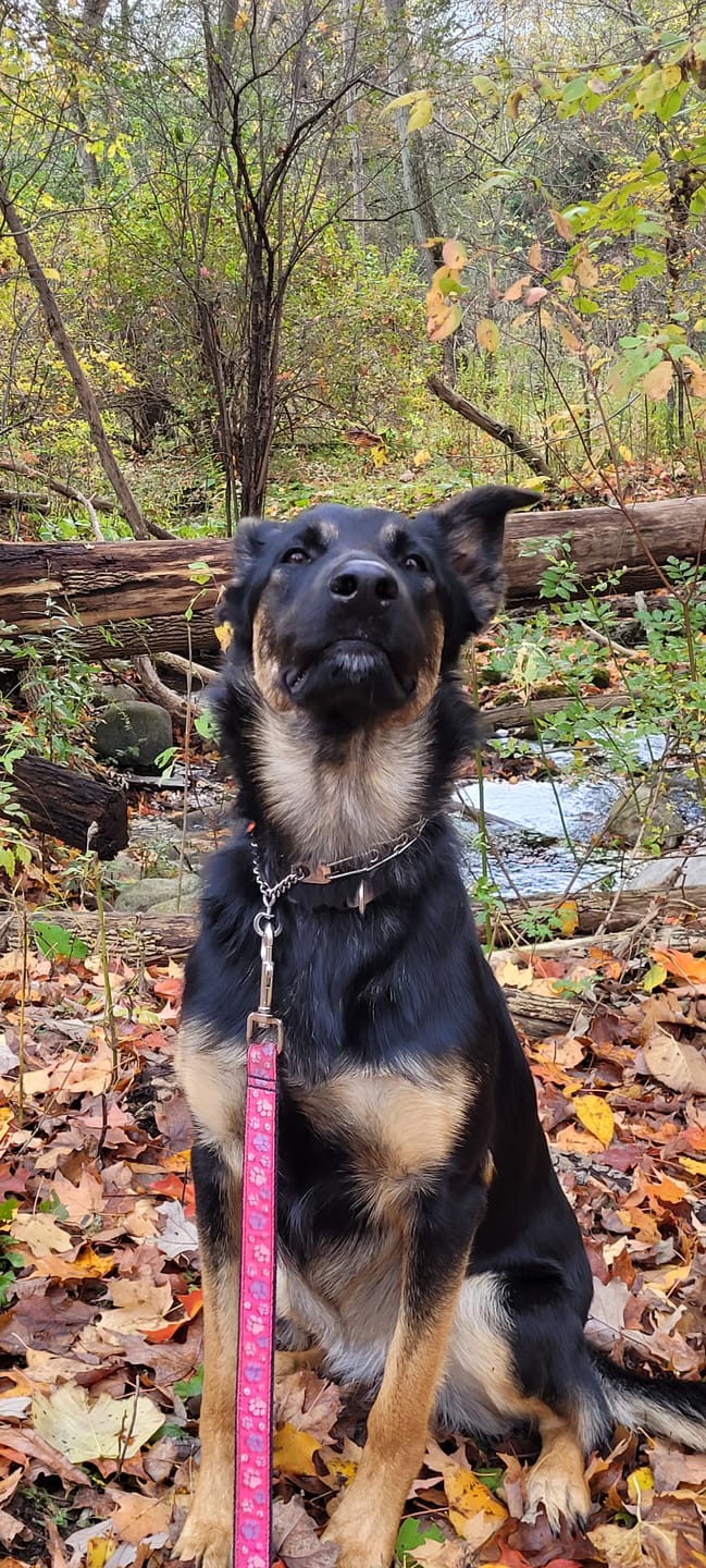 Customer photo review of Himalayan Yak Chew (MEGA)