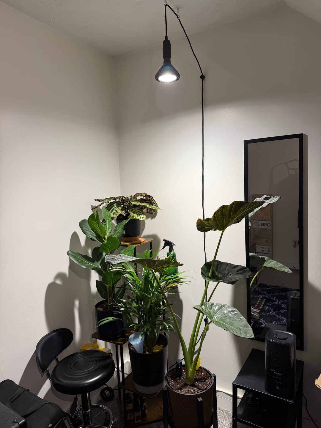 Customer photo review of Pianta 30 Grow Light and Enna Ceiling Pendant Bundle