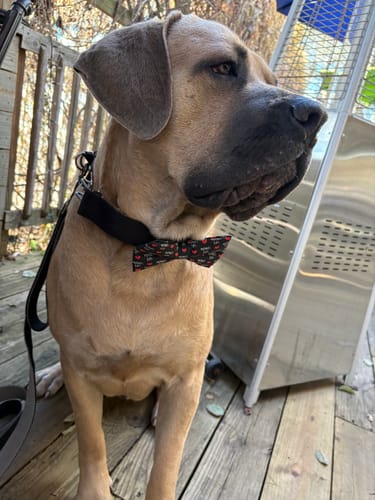 Customer photo review of Mamas Boy Valentines Day Dog Bow Tie for Dog Collar or Cat Collar