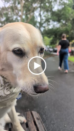 Customer video review of Premium Kangaroo Chews