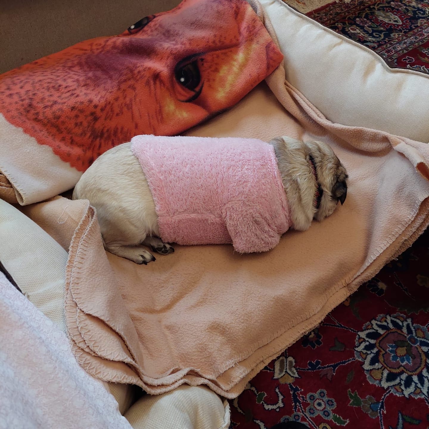 Customer photo review of Mike Pet Bed
