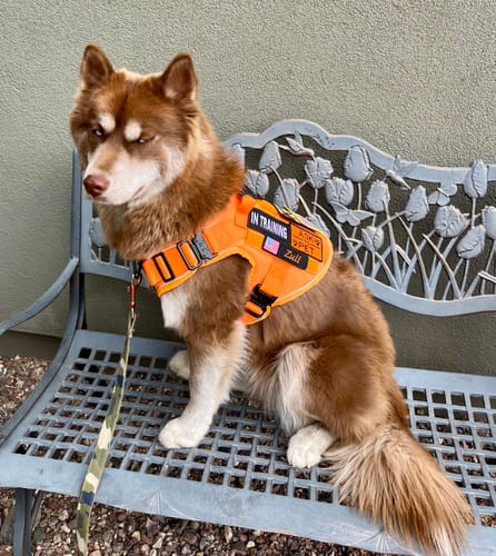 Customer's brown and white dog sitting on a metal bench wearing the orange Tactical No-Pull Team K9™ Dog Harness.