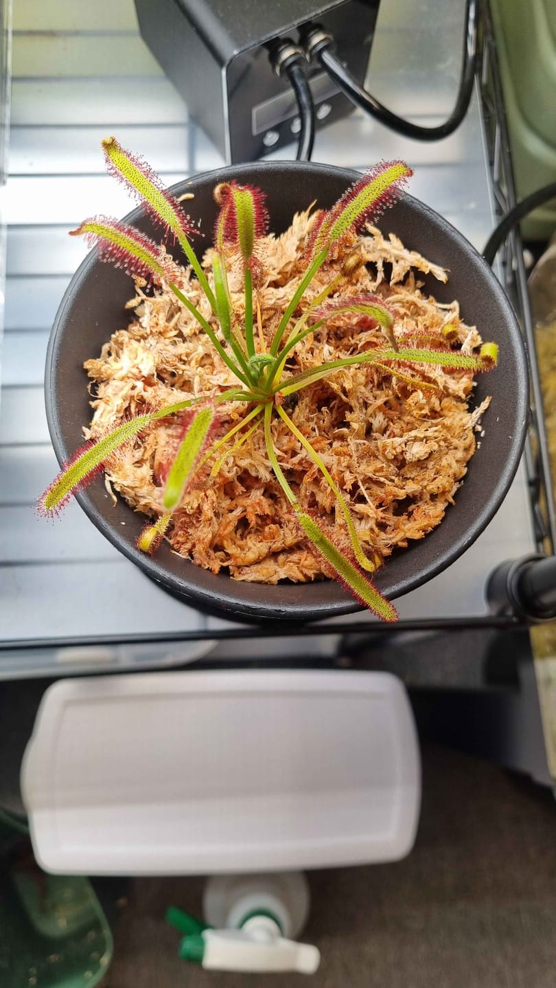 Customer photo review of Premium Sphagnum Moss