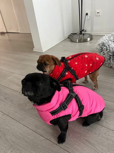 Kundenbewertung mit Foto zu Emmalove - Wasserdichter Hundemantel Extreme