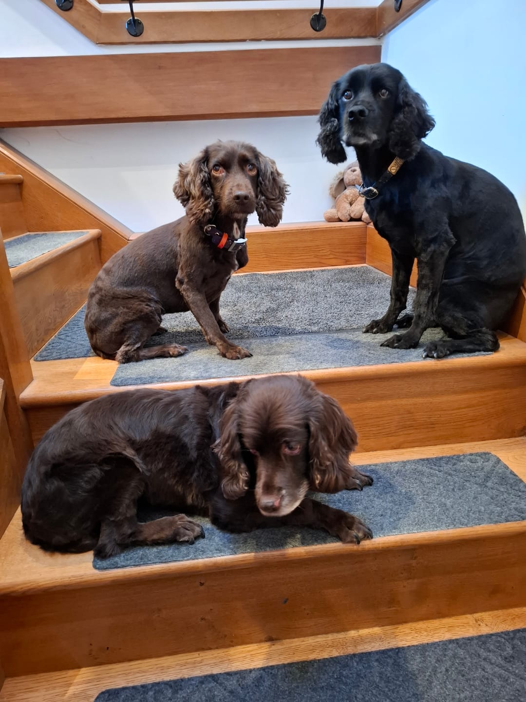 Customer photo review of Baby Fresh Dog Shampoo