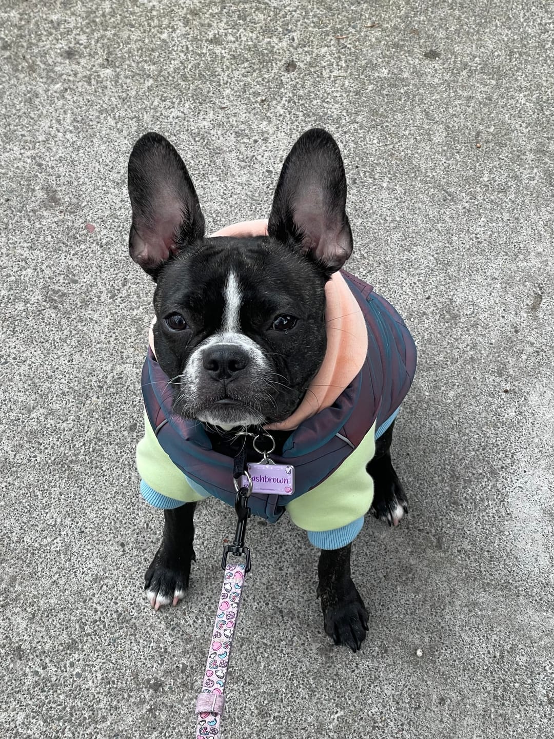 Customer photo review of WarmShield Water-Resistant Jacket - Cosmic