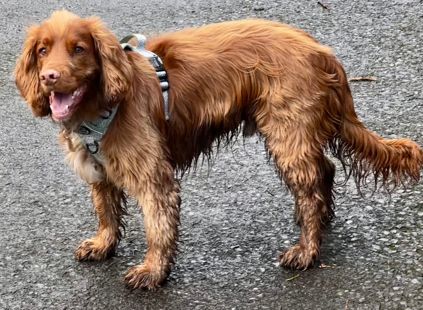 Customer photo review of Tough Trails™ Harness - Country Thyme