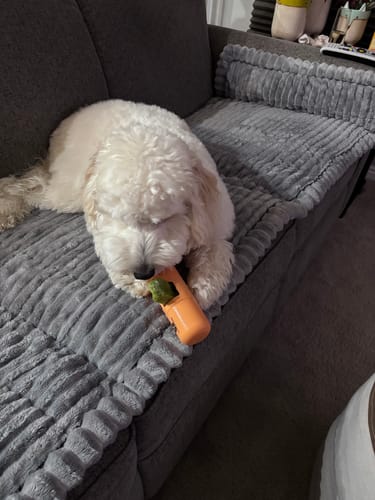 Customer's fluffy dog lying on a couch, chewing on a green mint-flavored Yak Chew held in an orange toy.