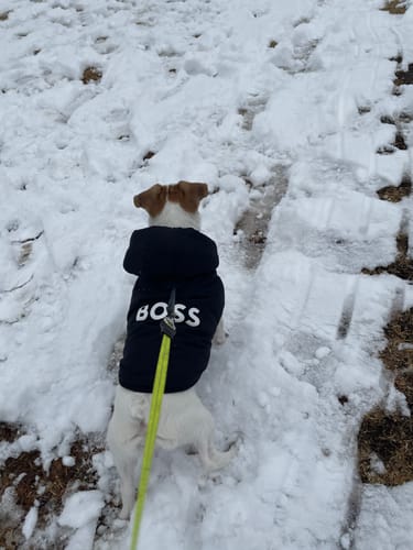 Customer photo review of Dog Essentials Vest