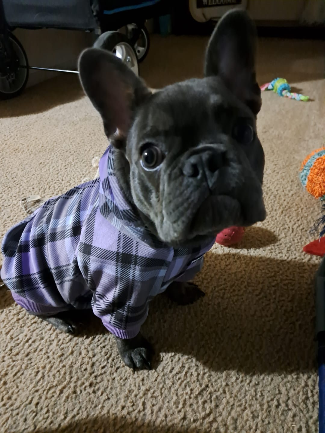 Customer photo review of Purple Plaid Dog Hoodie