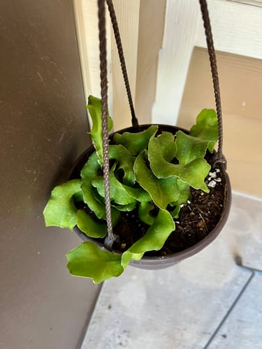 Reviewer's Curly Sue cactus in a brown hanging basket, showing its unique curly green leaves.