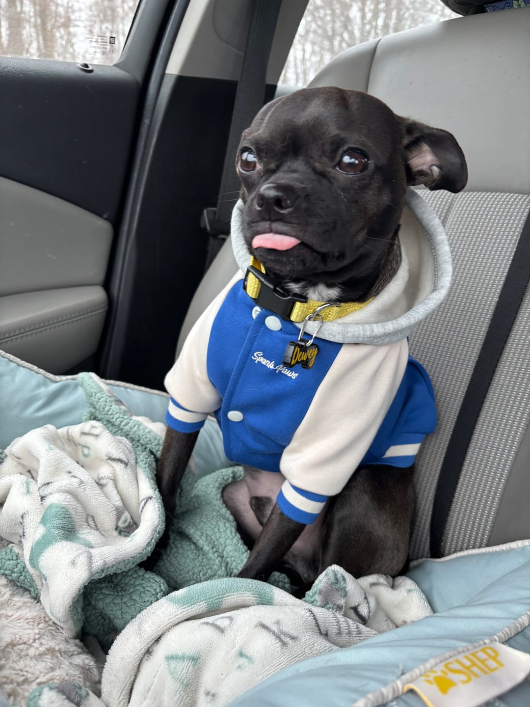 Customer photo review of Dog Varsity Jacket - Blue